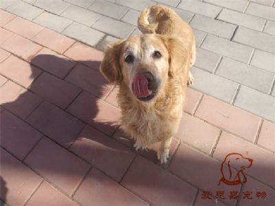 2023.12.2号在校狗狗照片！——爱思嘉宠物驯养学校