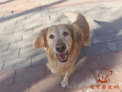 2023.12.3号在校狗狗照片！——爱思嘉宠物驯养学校