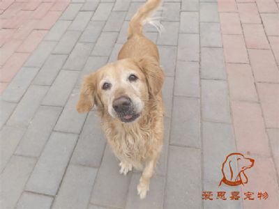 2023.12.4号在校狗狗照片！——爱思嘉宠物驯养学校