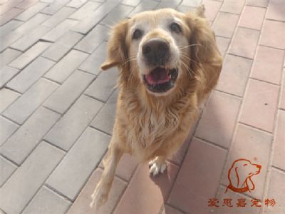 2023.12.6号在校狗狗照片！——爱思嘉宠物驯养学校