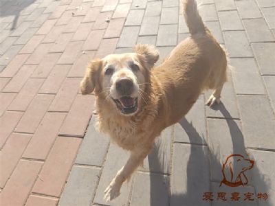 2023.12.8号在校狗狗照片！——爱思嘉宠物驯养学校