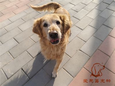 2023.12.9号在校狗狗照片！——爱思嘉宠物驯养学校