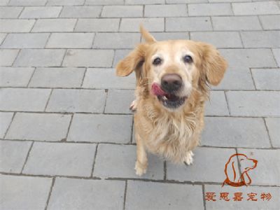 2023.12.10号在校狗狗照片！——爱思嘉宠物驯养学校