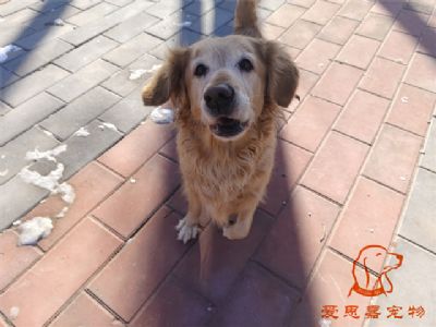 2023.12.22号在校狗狗照片！——爱思嘉宠物驯养学校