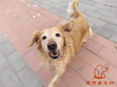 2023.12.24号在校狗狗照片！——爱思嘉宠物驯养学校