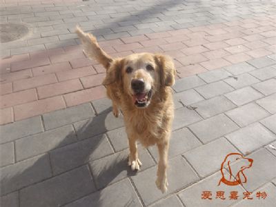 2023.12.26号在校狗狗照片！——爱思嘉宠物驯养学校