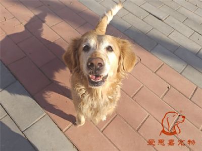 2023.12.27号在校狗狗照片！——爱思嘉宠物驯养学校