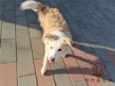 2023.12.28号在校狗狗照片！——爱思嘉宠物驯养学校
