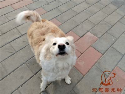 2023.12.30号在校狗狗照片！——爱思嘉宠物驯养学校