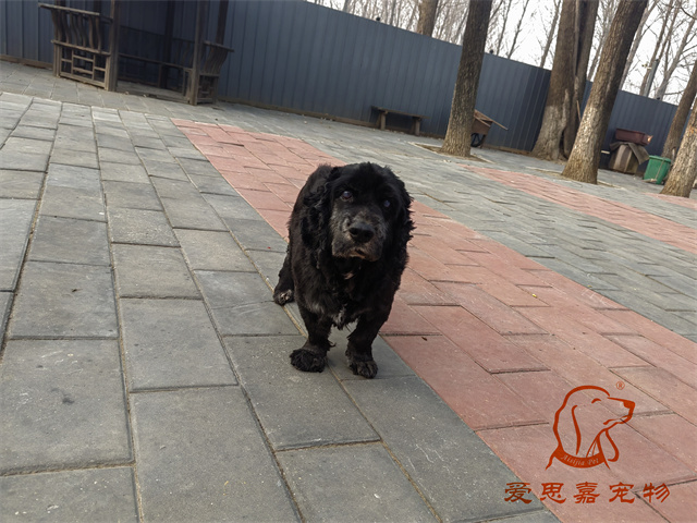 阿木 (1).jpg