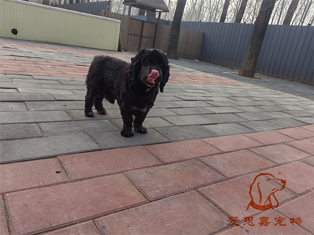 阿木 (3).jpg