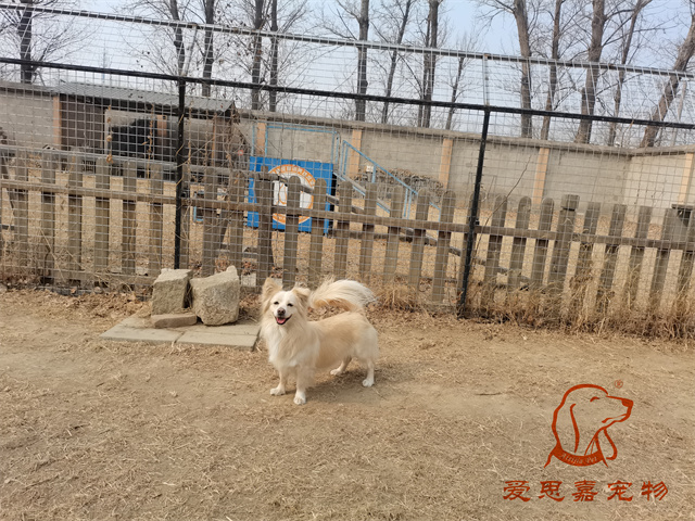 波比 (2).jpg