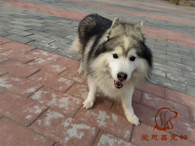 极光 (2).jpg