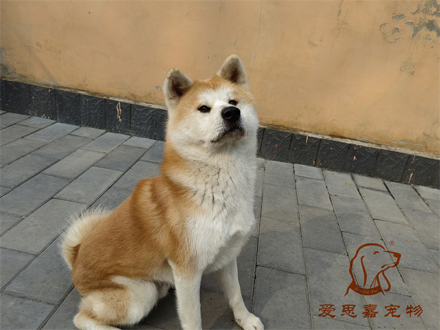 辛巴 (2).jpg