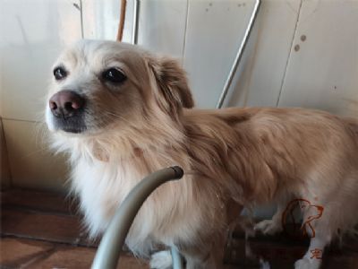 波比洗澡照片！