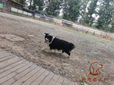 2023.5.9号在校狗狗照片！——爱思嘉宠物训练寄养学校