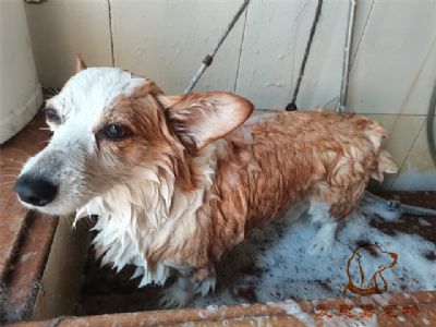 柯基Mandy洗澡照片！