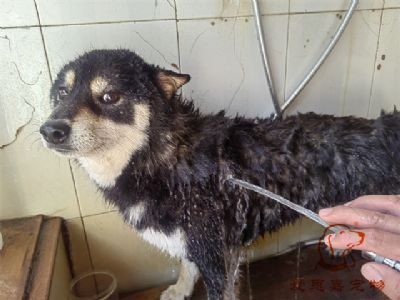 柴犬但丁洗澡照片！