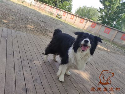 2023.5.10号在校狗狗照片！——爱思嘉宠物训练寄养学校