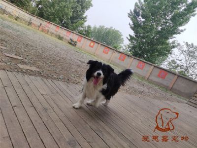 2023.5.11号在校狗狗照片！——爱思嘉宠物训练寄养学校