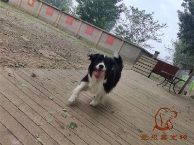 2023.5.12号在校狗狗照片！——爱思嘉宠物训练寄养学校