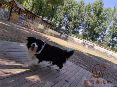 2023.5.13号在校狗狗照片！——爱思嘉宠物训练寄养学校