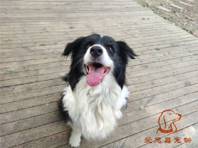 2023.5.14号在校狗狗照片！——爱思嘉宠物训练寄养学校