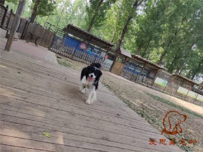 2023.5.15号在校狗狗照片！——爱思嘉宠物训练寄养学校