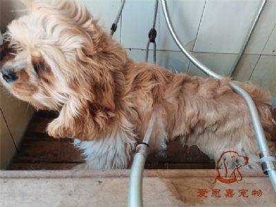 可卡养乐多洗澡照片！