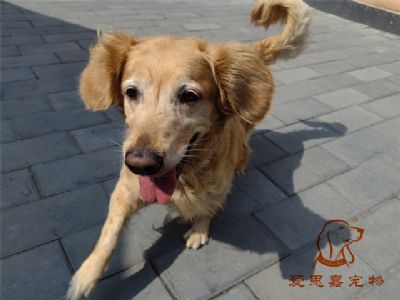 2023.5.26号在校狗狗照片！——爱思嘉宠物训练寄养学校