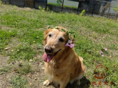 2023.5.29号在校狗狗照片！——爱思嘉宠物训练寄养学校