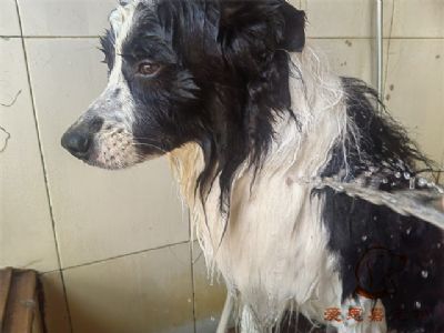 边牧月饼洗澡照片！