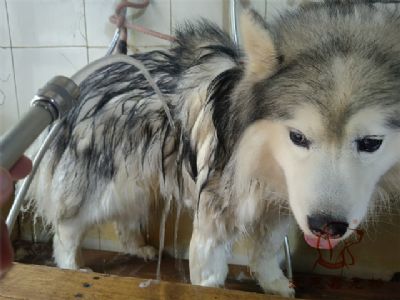 哈士奇极光洗澡照片！