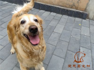 2023.5.30号在校狗狗照片！——爱思嘉宠物训练寄养学校