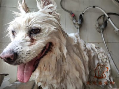 萨摩熊熊洗澡照片！