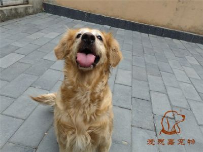 2023.5.31号在校狗狗照片！——爱思嘉宠物训练寄养学校