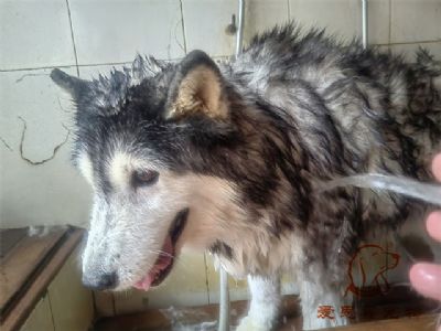 哈士奇Teddy洗澡照片！