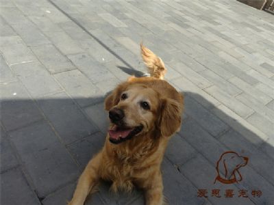 2023.6.1号在校狗狗照片！——爱思嘉宠物训练寄养学校