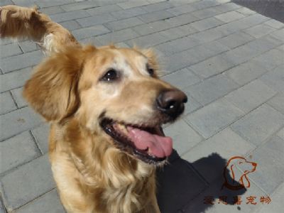 2023.6.2号在校狗狗照片！——爱思嘉宠物训练寄养学校