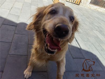 2023.6.3号在校狗狗照片！——爱思嘉宠物训练寄养学校