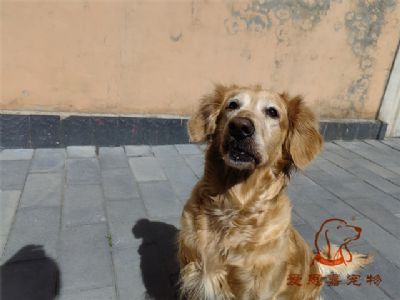 2023.6.4号在校狗狗照片！——爱思嘉宠物训练寄养学校