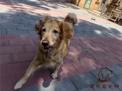 2023.6.5号在校狗狗照片！——爱思嘉宠物训练寄养学校