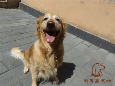 2023.6.6号在校狗狗照片！——爱思嘉宠物训练寄养学校