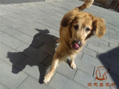 2023.6.7号在校狗狗照片！——爱思嘉宠物训练寄养学校