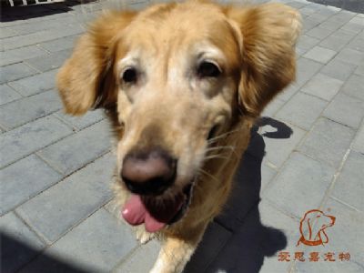 2023.6.8号在校狗狗照片！——爱思嘉宠物训练寄养学校