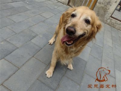 2023.6.11号在校狗狗照片！——爱思嘉宠物训练寄养学校