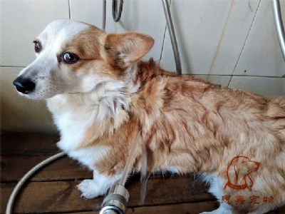 柯基Mandy洗澡照片！