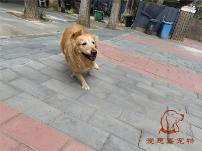 2023.6.12号在校狗狗照片！——爱思嘉宠物训练寄养学校