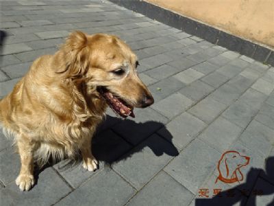 2023.6.13号在校狗狗照片！——爱思嘉宠物训练寄养学校