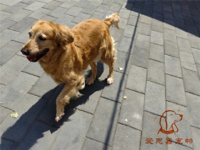 2023.6.14号在校狗狗照片！——爱思嘉宠物训练寄养学校